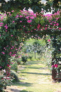 κήπο με τριανταφυλλιές, τριαντάφυλλο, Sato επανερμηνευτεί του Λε Κορμπυζιέ, Φουκουσίμα