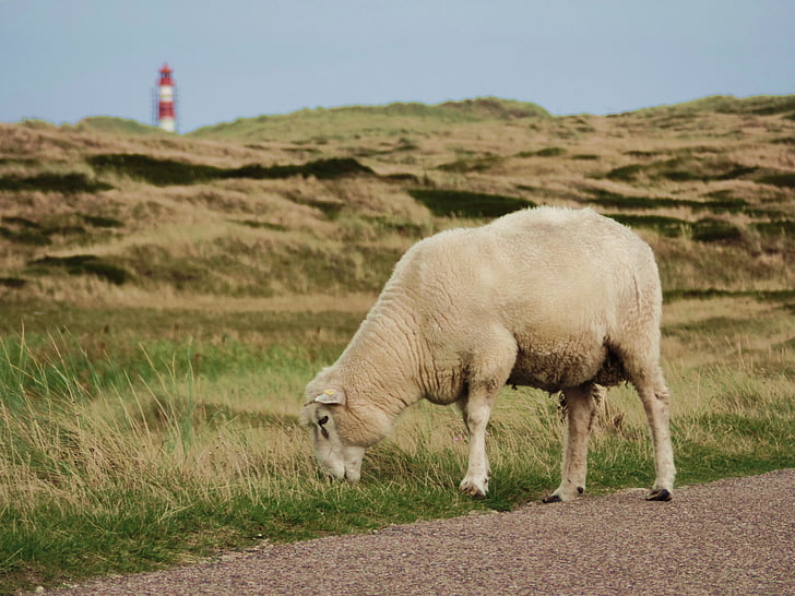 ovelles, Sylt, Mar del nord, llana d'ovella, les pastures, carretera, animals