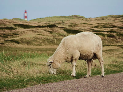 moutons, Sylt, mer du Nord, laine de mouton, pâturage, route, animaux