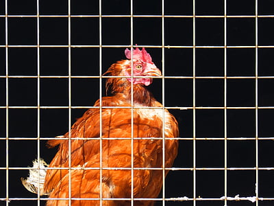 gallina, barres, animals de granja, en captivitat