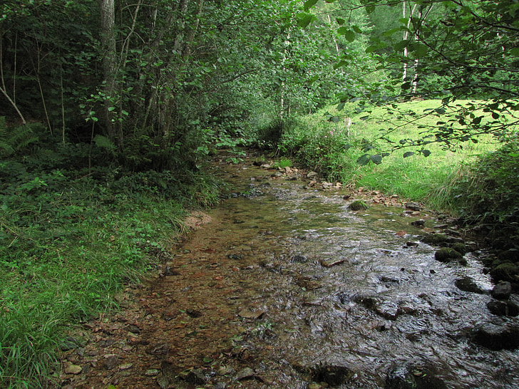 Creek, natur, feltet