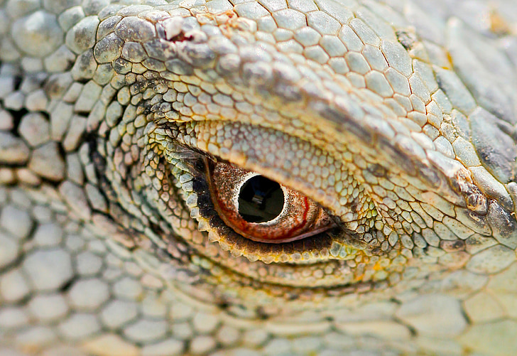 makro, Iguana, efekt červených očí, jašterica, váhy, očných viečok