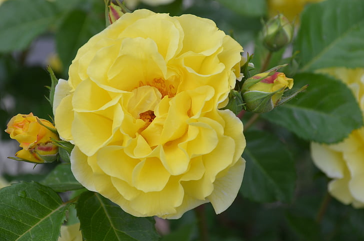 flower, rose, blossom, plant, summer