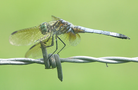 Dragonfly, insektov, bug, krila, narave, zunaj, Povečava