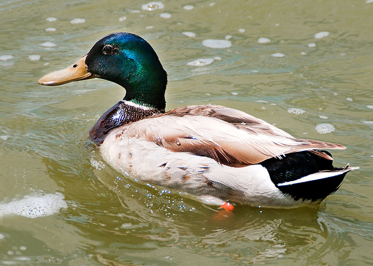 duck, albufera, lake, collvert, nature, ecosystem, animals