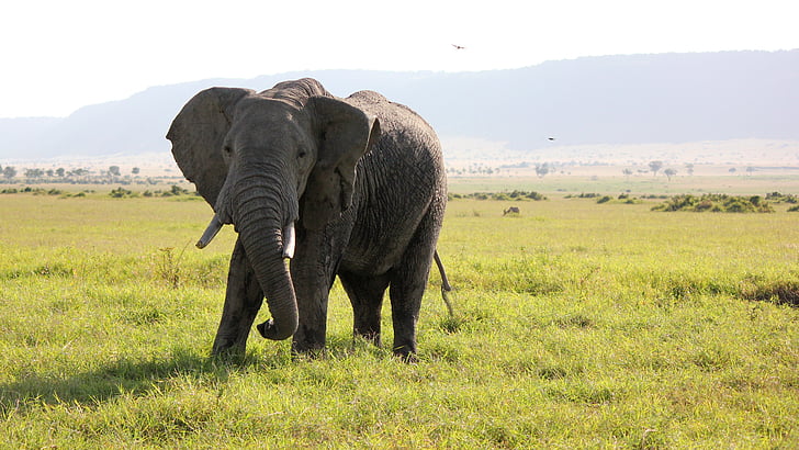 elefant, Afrika, Safari, naturen, vilda djur, Safari djur, Savannah
