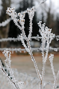 Frost, talvi, kylmä, lumi, Talvinen, talven taikaa, Luonto