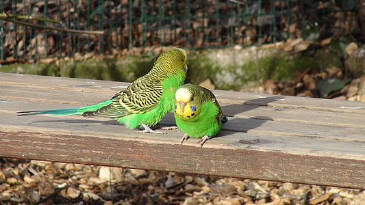 budgie, bench, green parrot, birds, bird, animal, parrot