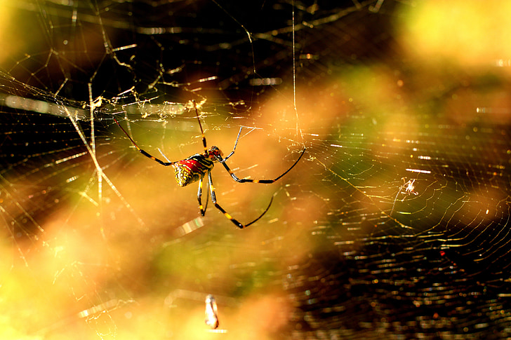 zirneklis, sarkana, dzeltena, Web, saule, daba, arachnid