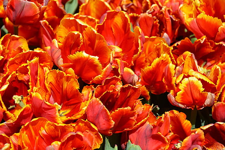 Tulipani, arancio, natura, primavera, cartolina d'auguri, risveglio di primavera, fiori