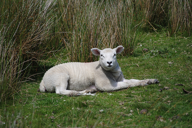 lamb, wild, green, animal, nature, sheep, farm