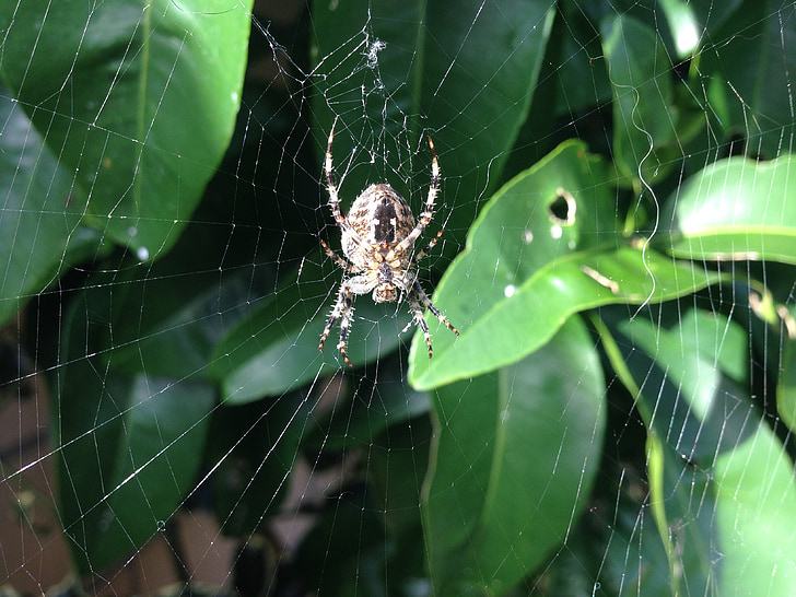 nhện, cobweb, arachnid, Thiên nhiên, côn trùng