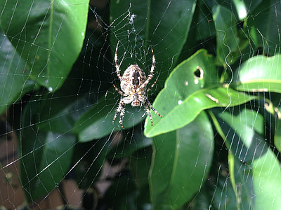 edderkop, spindelvæv, arachnid, natur, insekt