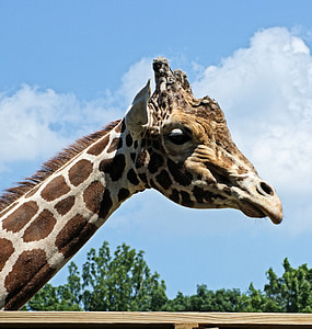 girafa, África, animal, mamífero, pescoço, pontos, jardim zoológico