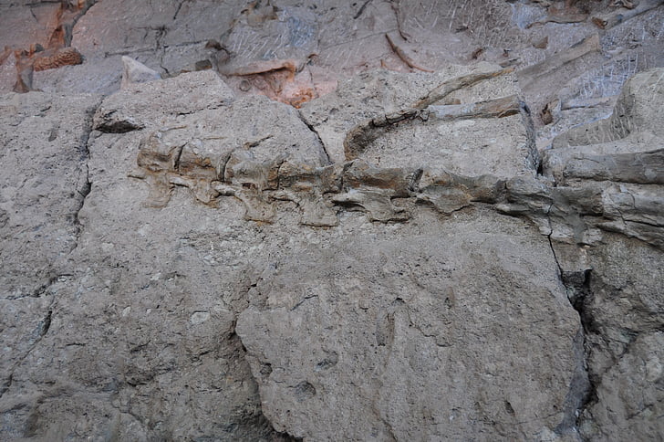 dinasour, кости, юрского периода