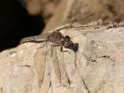 Dragonfly, annulata trithemis, Rock, detail, gevleugelde insecten, insect, natuur