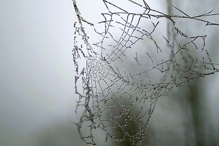 蜘蛛网, 冰, 不冷, 弗罗斯特, 磨砂, 早上, 很酷