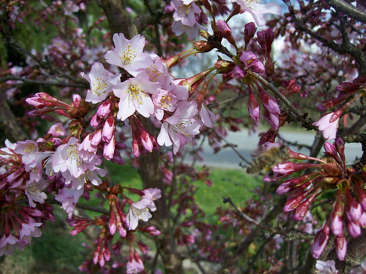 bunga musim semi, Blossom, mekar, merah muda, bunga merah muda, semak-semak berbunga, Bush