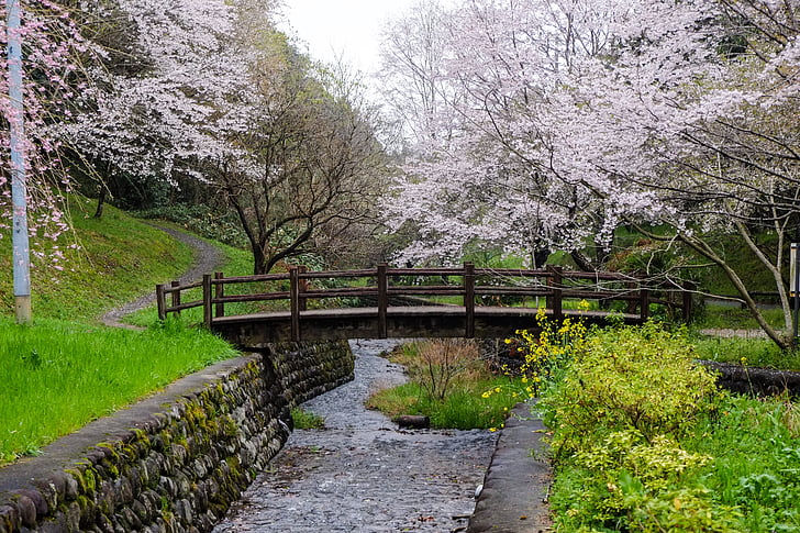češnja, Japonska, Kumamoto, cvetje, pomlad