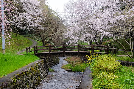 체리, 일본, 구마모토, 꽃, 봄