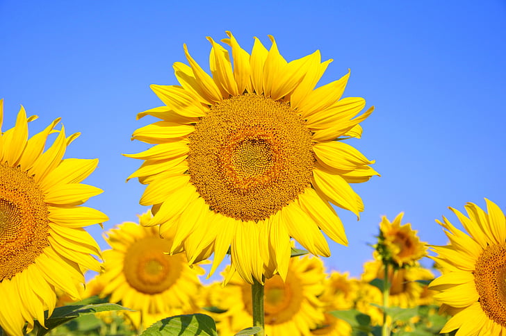 Slunečnice, žlutý květ, léto, rostliny