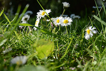 spring meadow, daisy, flowers, garden, grass, flora, close