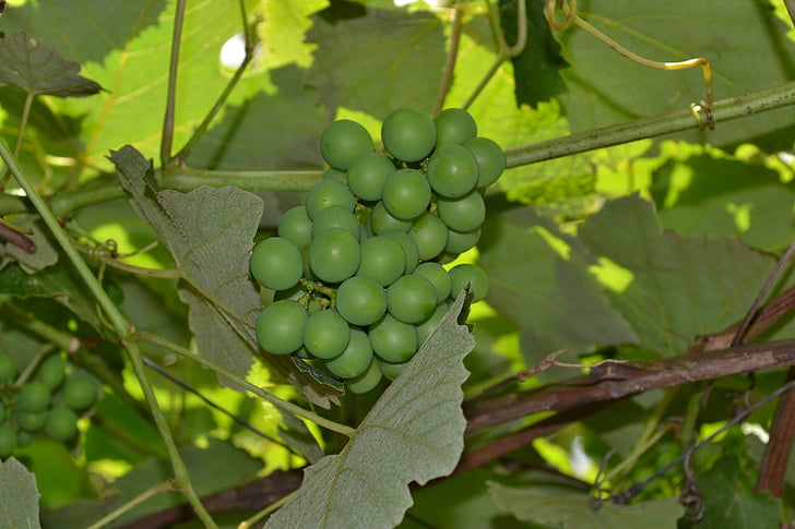 grapes, vine, cluster, leaves, plant, parra
