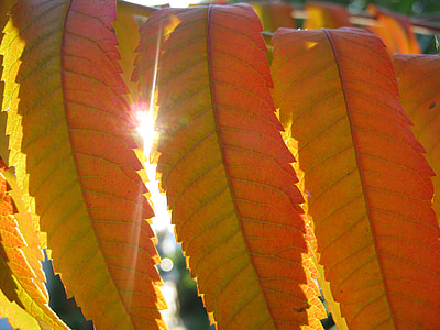 Rhus, φύλλα, το φθινόπωρο, αναδύονται, φύλλωμα πτώσης, χρώματα του φθινοπώρου, πτώση των φύλλων