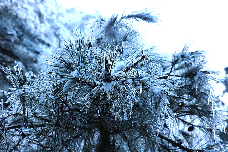 śnieg, Drzewo sosny, ziarna