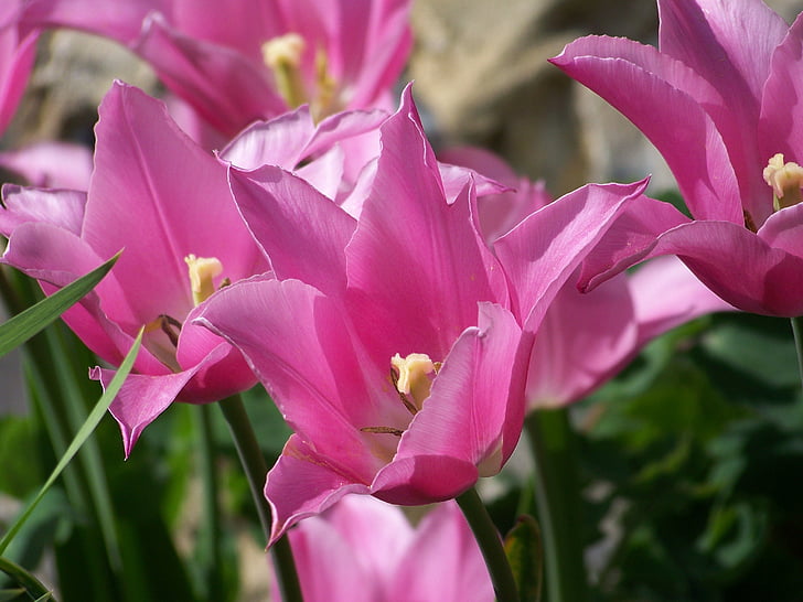 Rosa, Tulipa, flor, primavera, floral, natura, bonica