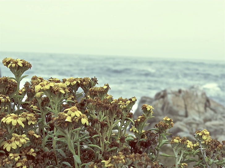 photography, yellow, petaled, flower, beside, seashore, daytime