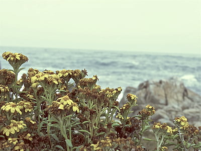 fotografia, groc, pètals, flor, al costat de, vora del mar, diürna