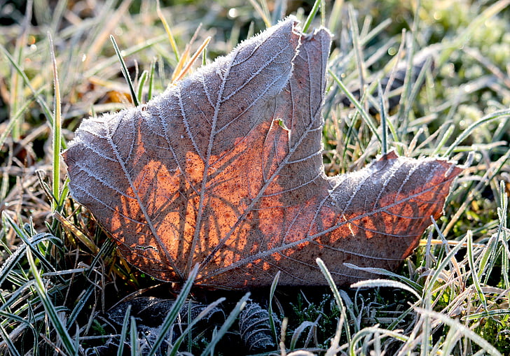 Leaf, atstāj, rudens, rudenī zaļumiem, daba, rudens lapas, sausais