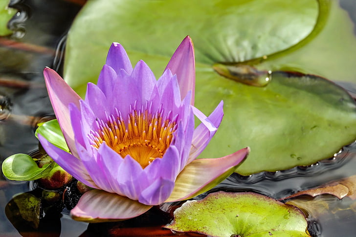water lily, flower, blossom, bloom, flowers, purple, nuphar lutea