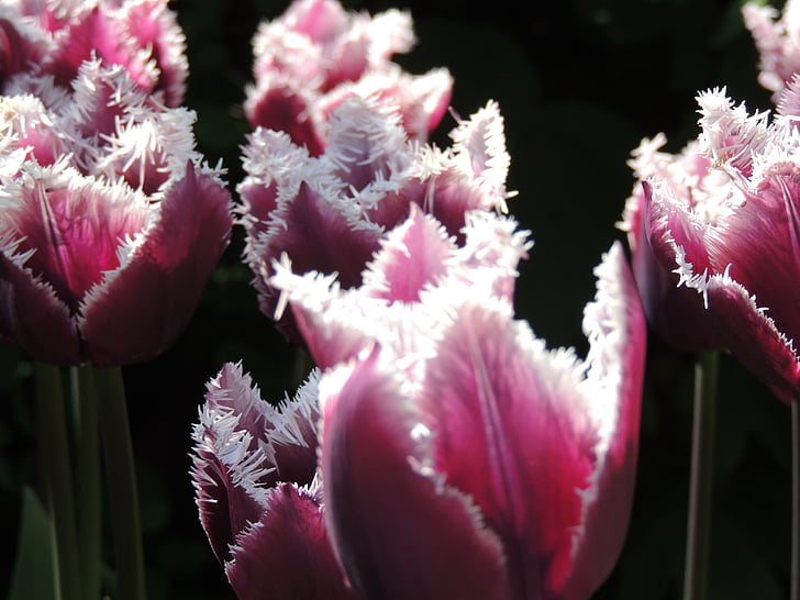 tulips, lighting, flower, tulip