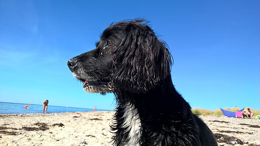 pes, pes na pláži, modrá obloha, pláž, Většina beach, zábava