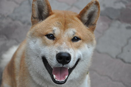 šuo, Shiba Gintaras, šypsena, augintiniai, šunų, gyvūnų, grynaveislių šunų