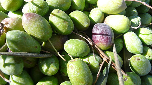 Оливки й маслини, Оливкова, Природа, olivas, рослинні, фонди, поле