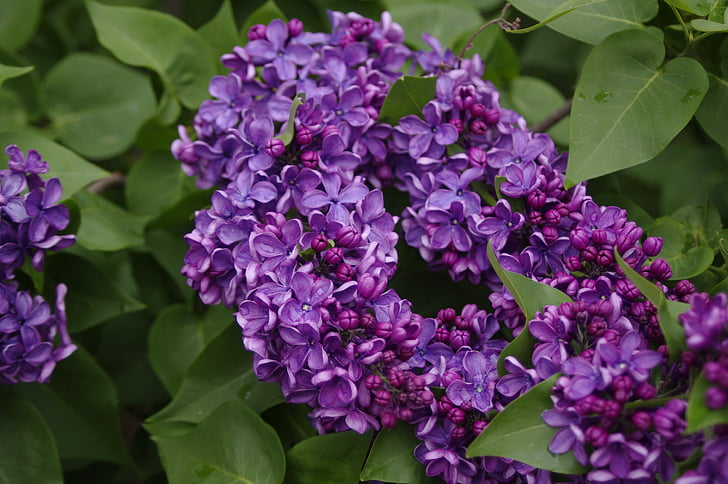 flowers, lilac