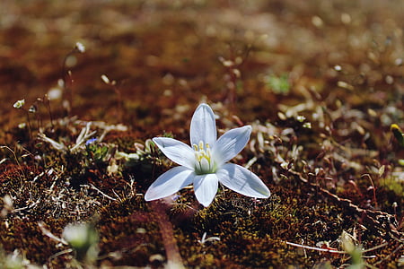 Blüte, Bloom, Blueme, weiß, Hintergrund, weiße Blume, Natur