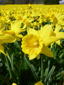 Narzissen, Narzissen Feld, Osterglocken, gelb, Frühling, Blüte, Bloom