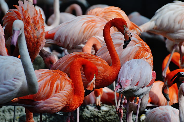 flamingai, paukščiai, spalvinga, Tierpark hellabrunn, Miunchenas, paukštis, flamingas