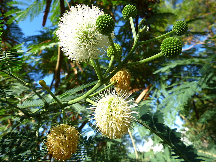 Mimosa, Blossom, Bloom, boom, plant, wit, groen