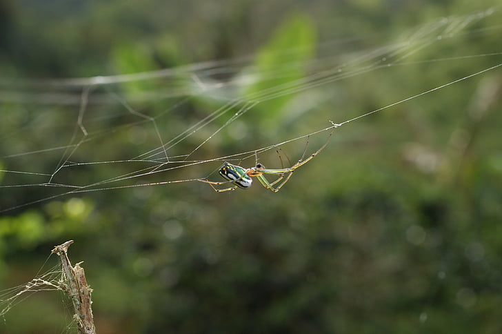 έντομα, περιοχή, βραστήρα, Quindio, Κολομβία, αράχνη, ιστό της αράχνης