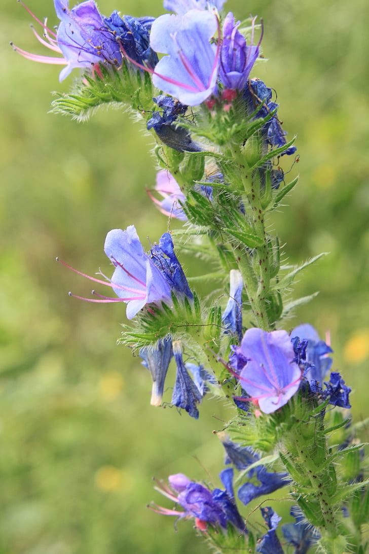blå, blueweed, Krumhals, Echium, blomster, urter, Vipers