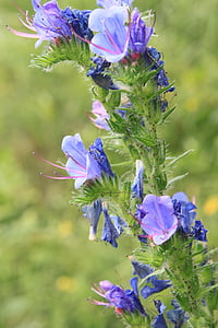 blå, blueweed, bugloss, Echium, blomster, urter, Vipers