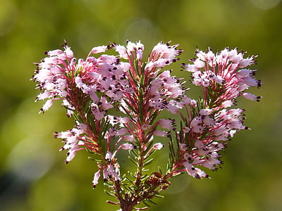 Bruguera, Heidekraut winter, Erica multiflora, Bruc-d'hivern, Pflanze wildlife, Wilde Blume