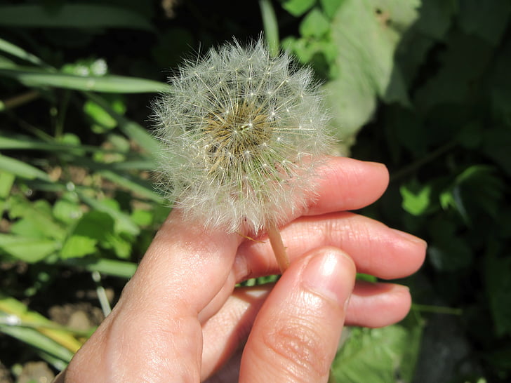 dandelion, blowing, white, flower, hand, fingers, nature