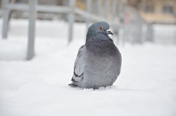 pidgin, bird, pigeon, dove, fly, winter