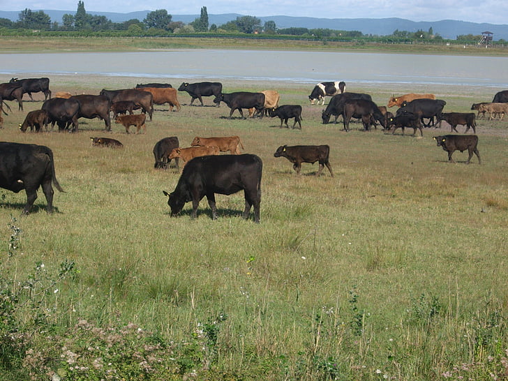 stáda hovädzieho dobytka, Burgenland, Seewinkel